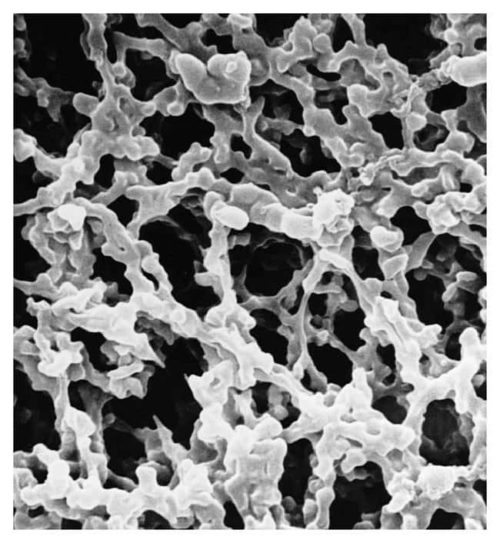 Мембранный фильтр MilliporeSigma MF-Millipore, 0,8 м:Фильтры и фильтрация:Фильтрация | Фишер Сайентифик