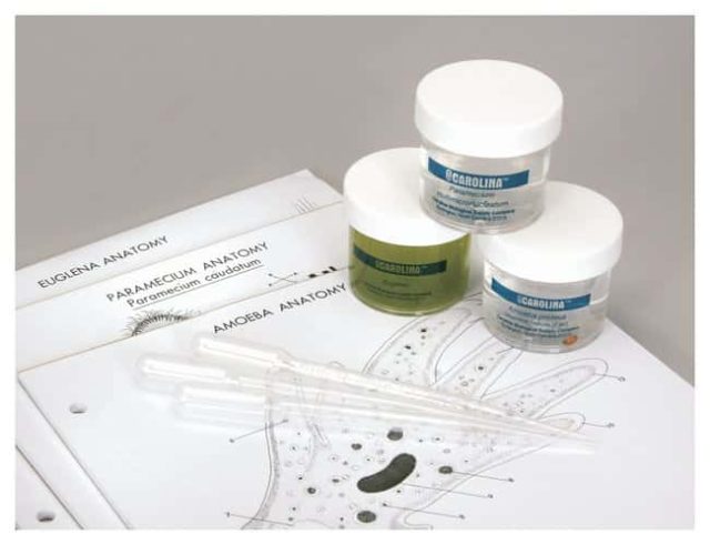 Обзор набора Carolina™ Amoeba, Paramecium и Euglena